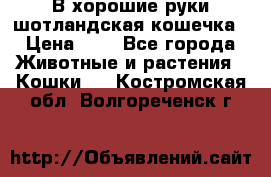 В хорошие руки шотландская кошечка › Цена ­ 7 - Все города Животные и растения » Кошки   . Костромская обл.,Волгореченск г.